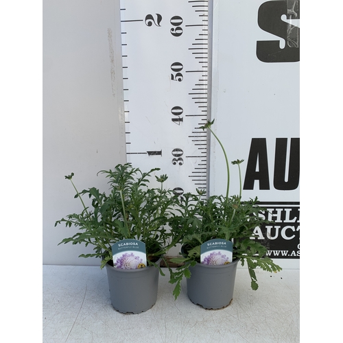 137 - TWO SCABIOSA 'BUTTERFLY BLUE' IN 1 LTR POTS. APPROX 30-40CM TALL, TO BE SOLD FOR THE TWO