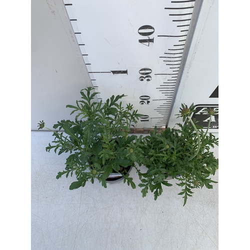 137 - TWO SCABIOSA 'BUTTERFLY BLUE' IN 1 LTR POTS. APPROX 30-40CM TALL, TO BE SOLD FOR THE TWO