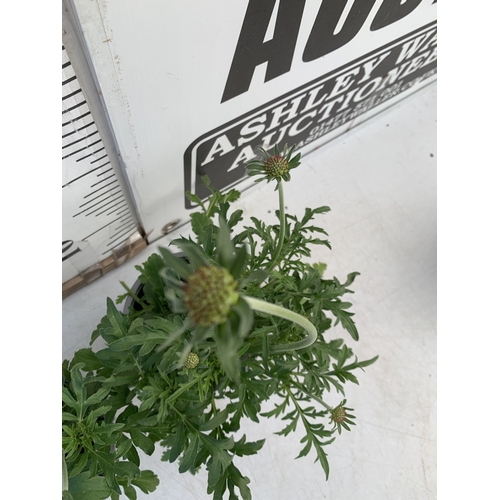 137 - TWO SCABIOSA 'BUTTERFLY BLUE' IN 1 LTR POTS. APPROX 30-40CM TALL, TO BE SOLD FOR THE TWO