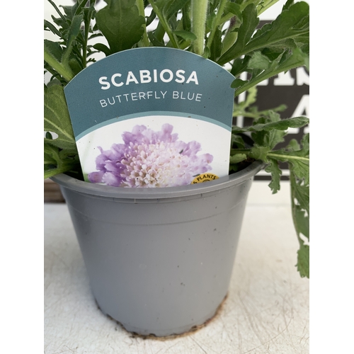 137 - TWO SCABIOSA 'BUTTERFLY BLUE' IN 1 LTR POTS. APPROX 30-40CM TALL, TO BE SOLD FOR THE TWO
