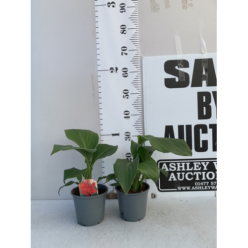 139 - TWO CANNA LILIES IN 1 LTR POTS. APPROX 30-40CM TALL, TO BE SOLD FOR THE TWO
