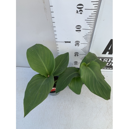 139 - TWO CANNA LILIES IN 1 LTR POTS. APPROX 30-40CM TALL, TO BE SOLD FOR THE TWO
