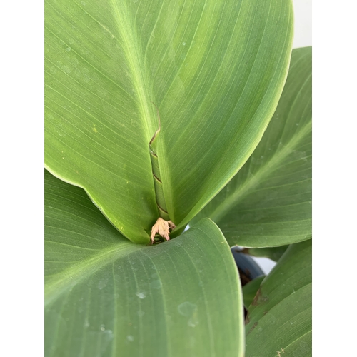 139 - TWO CANNA LILIES IN 1 LTR POTS. APPROX 30-40CM TALL, TO BE SOLD FOR THE TWO