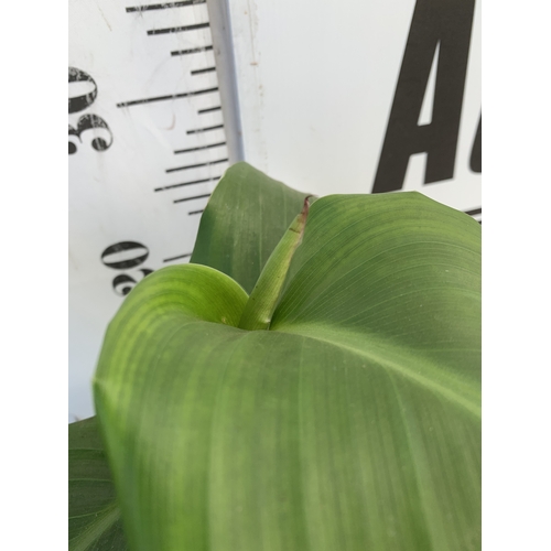 139 - TWO CANNA LILIES IN 1 LTR POTS. APPROX 30-40CM TALL, TO BE SOLD FOR THE TWO