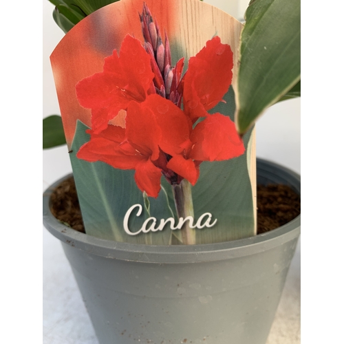 139 - TWO CANNA LILIES IN 1 LTR POTS. APPROX 30-40CM TALL, TO BE SOLD FOR THE TWO
