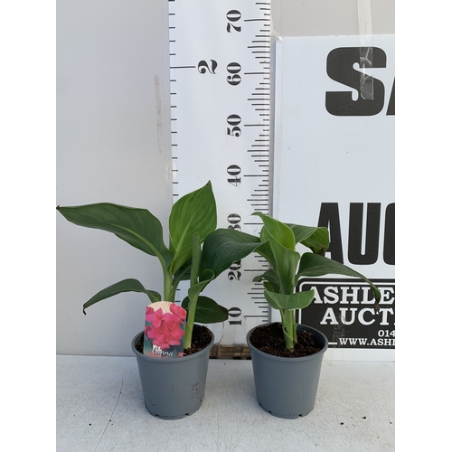 140 - TWO CANNA LILIES IN 1 LTR POTS. APPROX 30-40CM TALL, TO BE SOLD FOR THE TWO