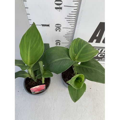140 - TWO CANNA LILIES IN 1 LTR POTS. APPROX 30-40CM TALL, TO BE SOLD FOR THE TWO
