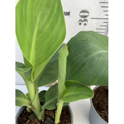 140 - TWO CANNA LILIES IN 1 LTR POTS. APPROX 30-40CM TALL, TO BE SOLD FOR THE TWO