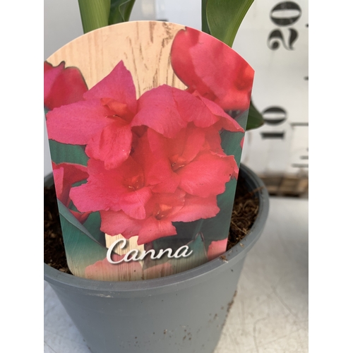 140 - TWO CANNA LILIES IN 1 LTR POTS. APPROX 30-40CM TALL, TO BE SOLD FOR THE TWO