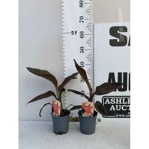 142 - TWO CANNA LILIES IN 1 LTR POTS. APPROX 30-40CM TALL, TO BE SOLD FOR THE TWO
