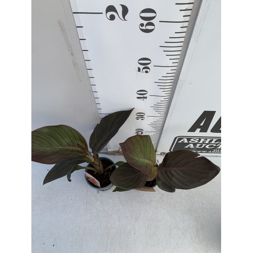 142 - TWO CANNA LILIES IN 1 LTR POTS. APPROX 30-40CM TALL, TO BE SOLD FOR THE TWO