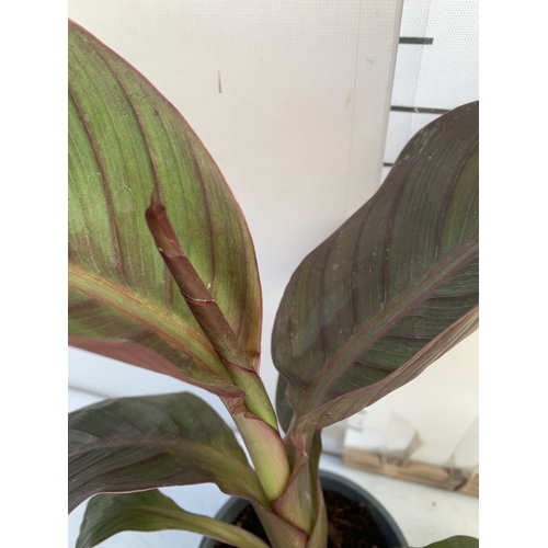142 - TWO CANNA LILIES IN 1 LTR POTS. APPROX 30-40CM TALL, TO BE SOLD FOR THE TWO