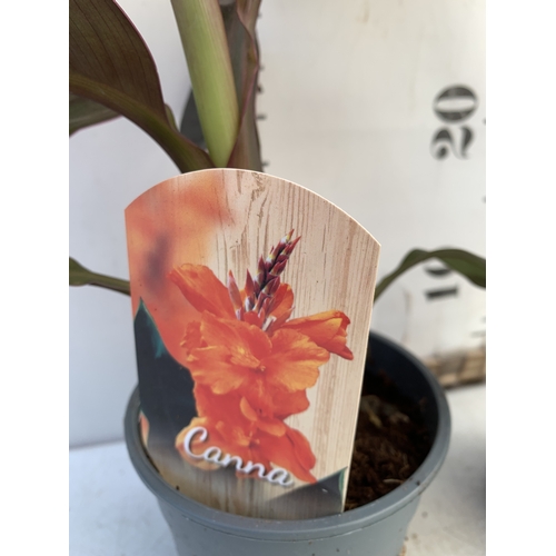 142 - TWO CANNA LILIES IN 1 LTR POTS. APPROX 30-40CM TALL, TO BE SOLD FOR THE TWO