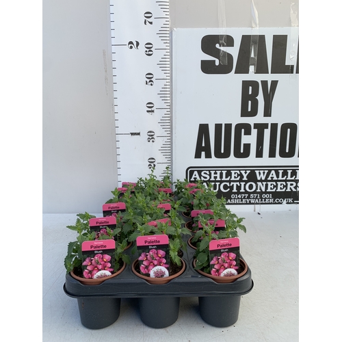 143 - EIGHTEEN NEMESIA PALETTE 'BLUSH' IN P9CM POTS ON A TRAY. TO BE SOLD FOR THE EIGHTEEN