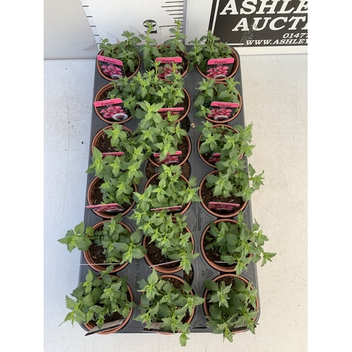 143 - EIGHTEEN NEMESIA PALETTE 'BLUSH' IN P9CM POTS ON A TRAY. TO BE SOLD FOR THE EIGHTEEN