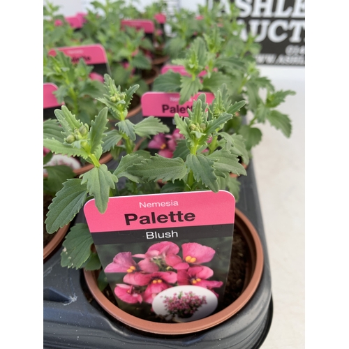 143 - EIGHTEEN NEMESIA PALETTE 'BLUSH' IN P9CM POTS ON A TRAY. TO BE SOLD FOR THE EIGHTEEN