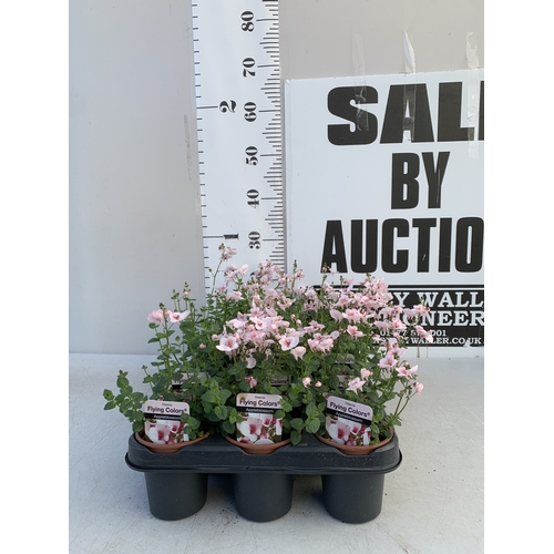146 - EIGHTEEN DIASCIA FLYING COLOURS 'APPLEBLOSSOM' IN P9CM POTS ON A TRAY. TO BE SOLD FOR THE EIGHTEEN