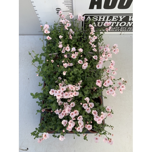 146 - EIGHTEEN DIASCIA FLYING COLOURS 'APPLEBLOSSOM' IN P9CM POTS ON A TRAY. TO BE SOLD FOR THE EIGHTEEN