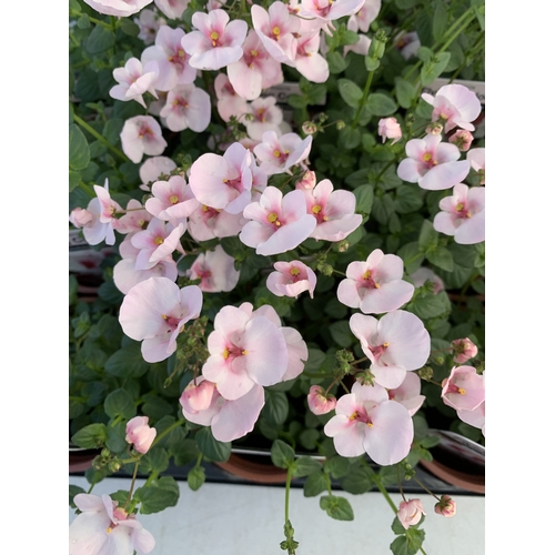 146 - EIGHTEEN DIASCIA FLYING COLOURS 'APPLEBLOSSOM' IN P9CM POTS ON A TRAY. TO BE SOLD FOR THE EIGHTEEN