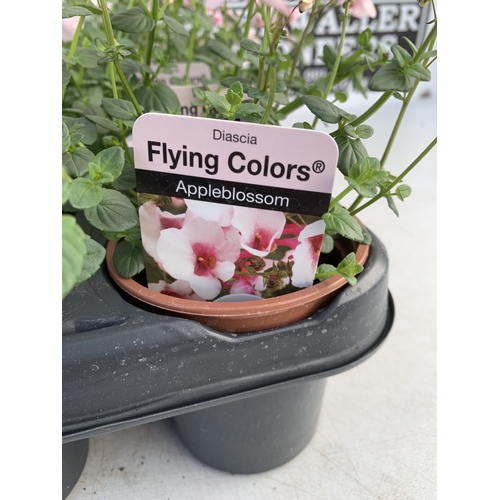 146 - EIGHTEEN DIASCIA FLYING COLOURS 'APPLEBLOSSOM' IN P9CM POTS ON A TRAY. TO BE SOLD FOR THE EIGHTEEN