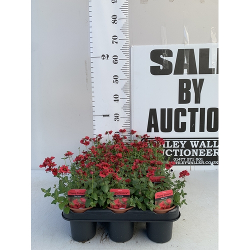 147 - EIGHTEEN DIASCIA FLYING COLOURS 'RED IMP' IN P9CM POTS ON A TRAY. TO BE SOLD FOR THE EIGHTEEN