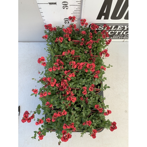 147 - EIGHTEEN DIASCIA FLYING COLOURS 'RED IMP' IN P9CM POTS ON A TRAY. TO BE SOLD FOR THE EIGHTEEN