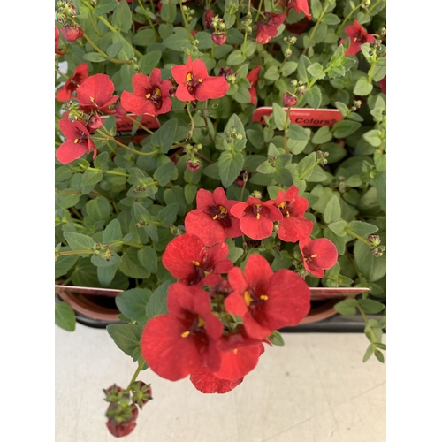 147 - EIGHTEEN DIASCIA FLYING COLOURS 'RED IMP' IN P9CM POTS ON A TRAY. TO BE SOLD FOR THE EIGHTEEN
