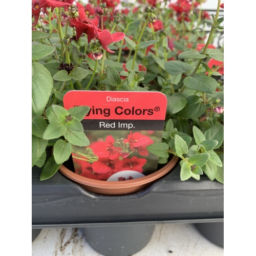 147 - EIGHTEEN DIASCIA FLYING COLOURS 'RED IMP' IN P9CM POTS ON A TRAY. TO BE SOLD FOR THE EIGHTEEN