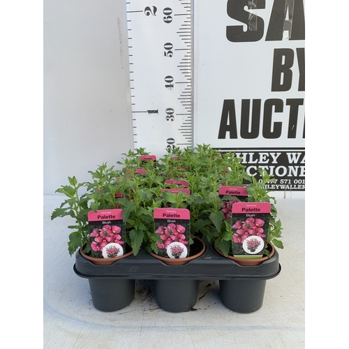 148 - EIGHTEEN NEMESIA PALETTE 'BLUSH' IN P9CM POTS ON A TRAY. TO BE SOLD FOR THE EIGHTEEN