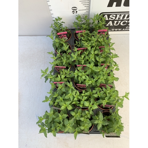 148 - EIGHTEEN NEMESIA PALETTE 'BLUSH' IN P9CM POTS ON A TRAY. TO BE SOLD FOR THE EIGHTEEN