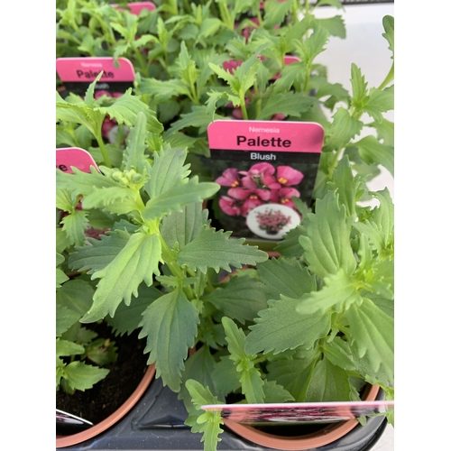 148 - EIGHTEEN NEMESIA PALETTE 'BLUSH' IN P9CM POTS ON A TRAY. TO BE SOLD FOR THE EIGHTEEN
