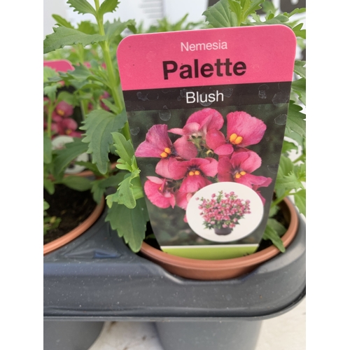 148 - EIGHTEEN NEMESIA PALETTE 'BLUSH' IN P9CM POTS ON A TRAY. TO BE SOLD FOR THE EIGHTEEN