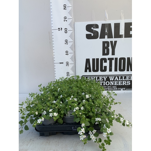 150 - EIGHTEEN BACOPA 'SNOWFLAKE' IN P9CM POTS ON A TRAY. TO BE SOLD FOR THE EIGHTEEN