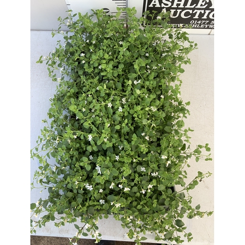 150 - EIGHTEEN BACOPA 'SNOWFLAKE' IN P9CM POTS ON A TRAY. TO BE SOLD FOR THE EIGHTEEN