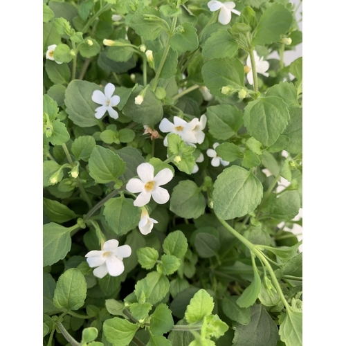 150 - EIGHTEEN BACOPA 'SNOWFLAKE' IN P9CM POTS ON A TRAY. TO BE SOLD FOR THE EIGHTEEN