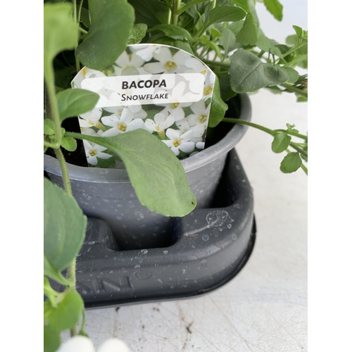 150 - EIGHTEEN BACOPA 'SNOWFLAKE' IN P9CM POTS ON A TRAY. TO BE SOLD FOR THE EIGHTEEN