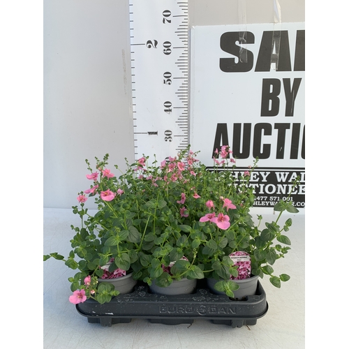 151 - EIGHTEEN DIASCIA DIVARA 'PINK' IN P8CM POTS ON A TRAY. TO BE SOLD FOR THE EIGHTEEN