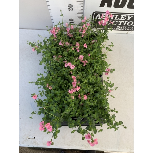151 - EIGHTEEN DIASCIA DIVARA 'PINK' IN P8CM POTS ON A TRAY. TO BE SOLD FOR THE EIGHTEEN