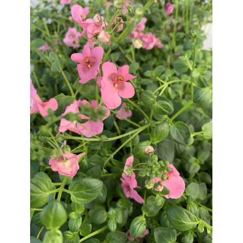 151 - EIGHTEEN DIASCIA DIVARA 'PINK' IN P8CM POTS ON A TRAY. TO BE SOLD FOR THE EIGHTEEN