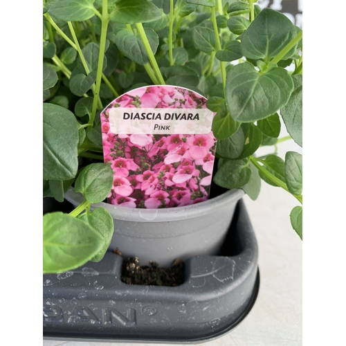 151 - EIGHTEEN DIASCIA DIVARA 'PINK' IN P8CM POTS ON A TRAY. TO BE SOLD FOR THE EIGHTEEN