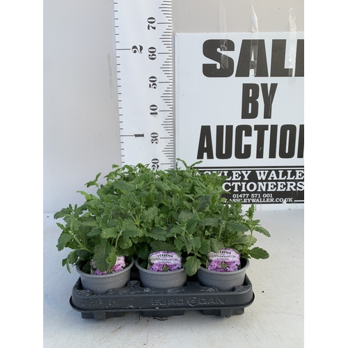 152 - EIGHTEEN VERBENA 'SHOWBOAT LAVENDER' IN P8CM POTS ON A TRAY. TO BE SOLD FOR THE EIGHTEEN
