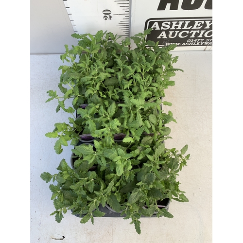 152 - EIGHTEEN VERBENA 'SHOWBOAT LAVENDER' IN P8CM POTS ON A TRAY. TO BE SOLD FOR THE EIGHTEEN