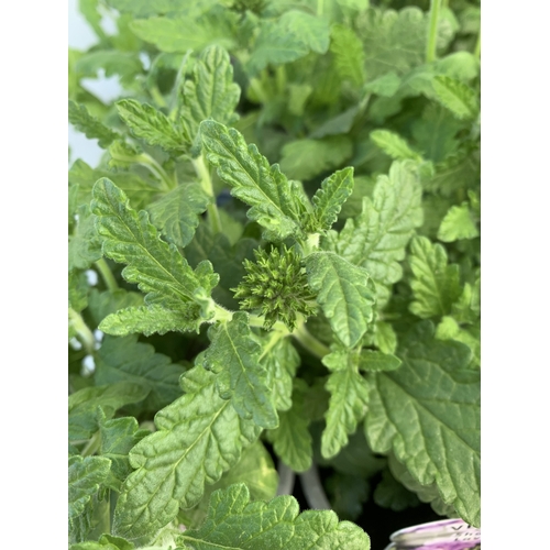 152 - EIGHTEEN VERBENA 'SHOWBOAT LAVENDER' IN P8CM POTS ON A TRAY. TO BE SOLD FOR THE EIGHTEEN