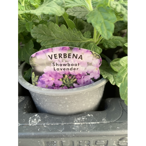 152 - EIGHTEEN VERBENA 'SHOWBOAT LAVENDER' IN P8CM POTS ON A TRAY. TO BE SOLD FOR THE EIGHTEEN