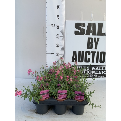 154 - EIGHTEEN DIASCIA FLYING COLOURS 'ANTIQUE ROSE' IN P9CM POTS ON A TRAY. TO BE SOLD FOR THE EIGHTEEN