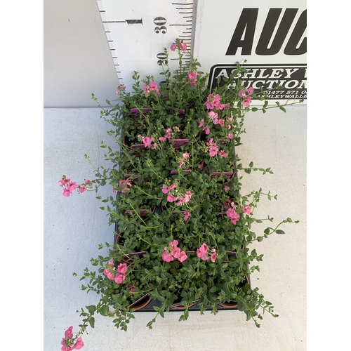 154 - EIGHTEEN DIASCIA FLYING COLOURS 'ANTIQUE ROSE' IN P9CM POTS ON A TRAY. TO BE SOLD FOR THE EIGHTEEN