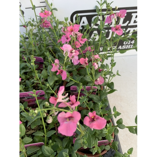 154 - EIGHTEEN DIASCIA FLYING COLOURS 'ANTIQUE ROSE' IN P9CM POTS ON A TRAY. TO BE SOLD FOR THE EIGHTEEN