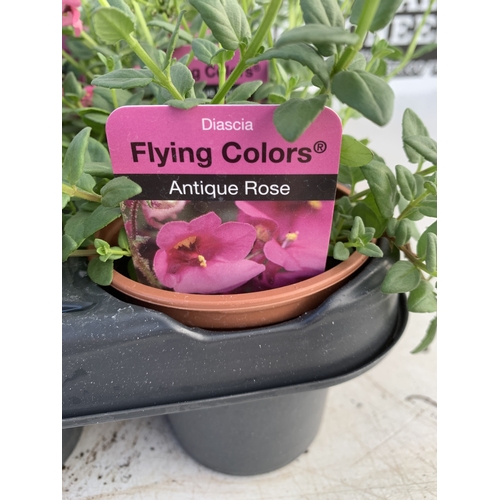 154 - EIGHTEEN DIASCIA FLYING COLOURS 'ANTIQUE ROSE' IN P9CM POTS ON A TRAY. TO BE SOLD FOR THE EIGHTEEN