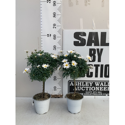 157 - TWO WHITE CHRYSANTHEMUM FRUTESCENS IN 1.5 LTR POTS. APPROX 50CM TALL, TO BE SOLD FOR THE TWO