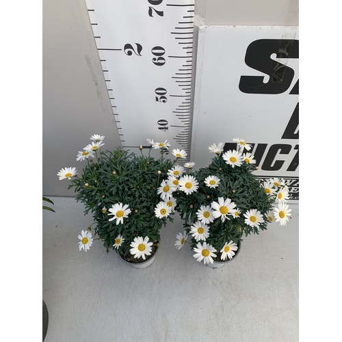 157 - TWO WHITE CHRYSANTHEMUM FRUTESCENS IN 1.5 LTR POTS. APPROX 50CM TALL, TO BE SOLD FOR THE TWO